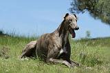 GREYHOUND 132